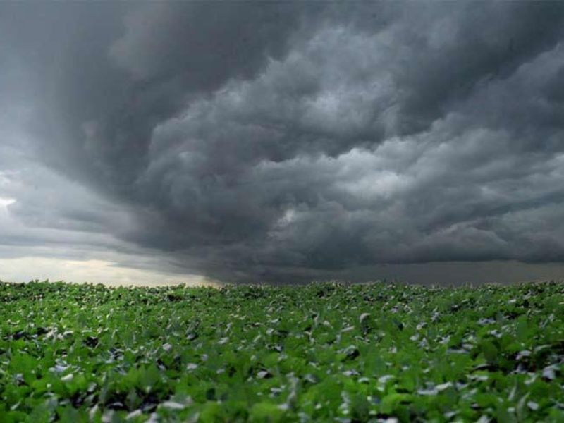 O Fundo de Estabilidade do Seguro Rural (FESR): Protegendo o Setor Agropecuário Brasileiro