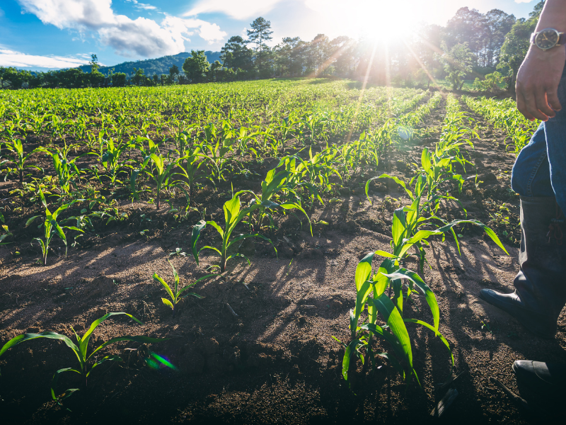 Corretoras investem em tecnologia voltada para o Seguro Rural: Fortalecendo o Agronegócio Brasileiro