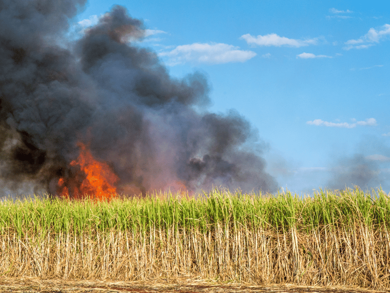 Procedimentos e orientações em caso de sinistro no seguro agrícola