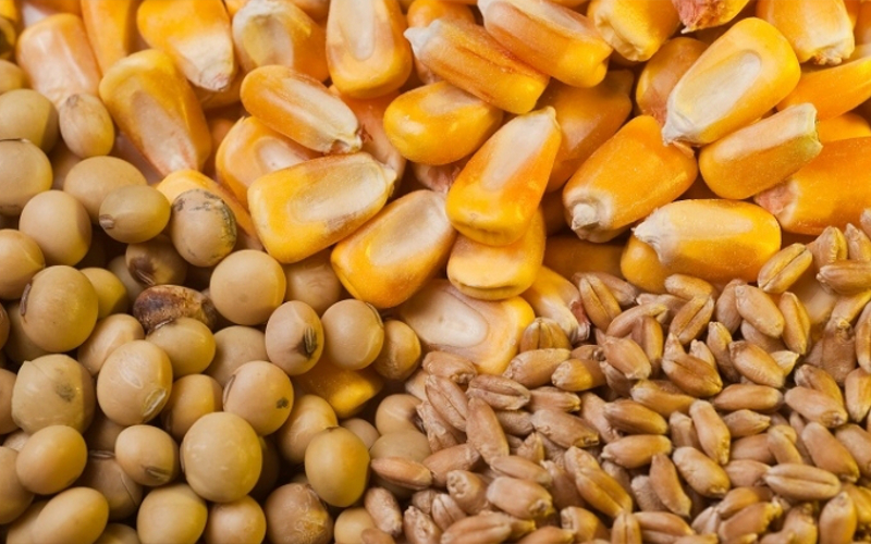 Seguro agrícola para soja, milho e trigo